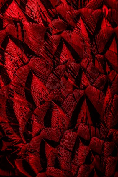 Красные Перья Интересным Рисунком Фон — стоковое фото