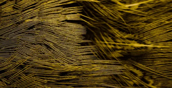 面白いパターンの金の羽 — ストック写真