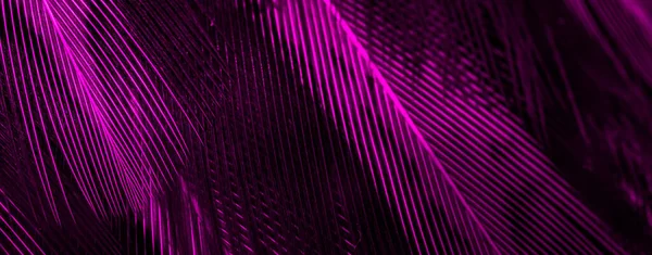 Violette Federn Mit Einem Interessanten Muster Hintergrund — Stockfoto