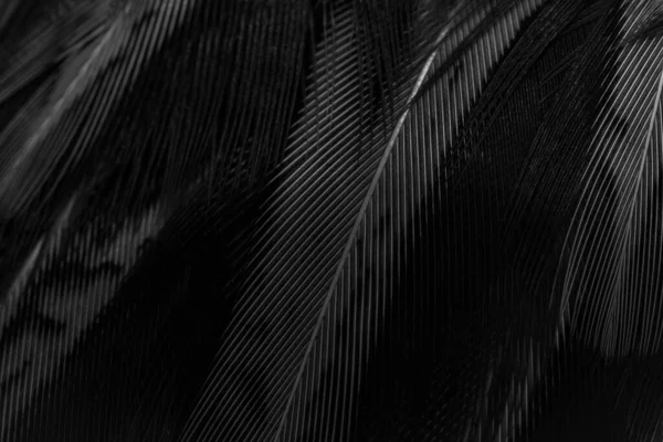 Czarne Pióra Ciekawym Wzorem Tło — Zdjęcie stockowe