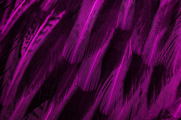 Violet Feathers Interesting Pattern Background — Stock Photo, Image