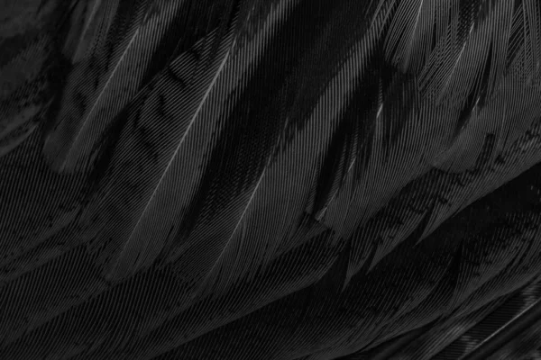 Lginç Bir Deseni Olan Siyah Tüyler Arkaplan — Stok fotoğraf