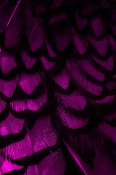 Penas Violetas Com Padrão Interessante Contexto — Fotografia de Stock