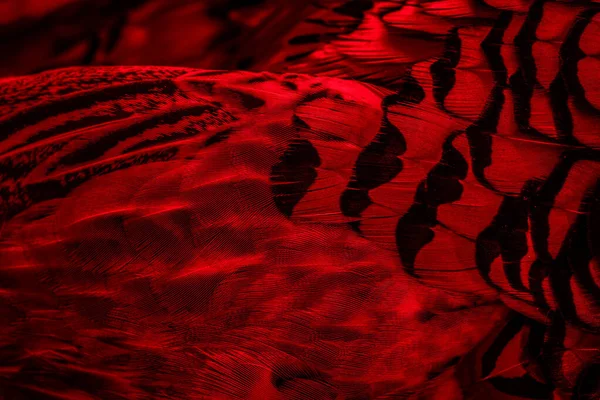 Rote Federn Mit Interessantem Muster Hintergrund — Stockfoto