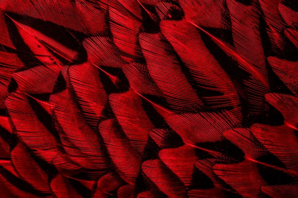 Красные Перья Интересным Рисунком Фон — стоковое фото