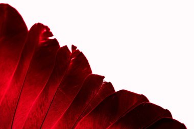 Kırmızı tüylü güvercin makro fotoğrafı. doku veya arkaplan