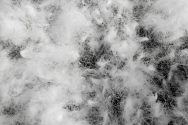 Siyah arka planda beyaz kaz