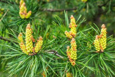 yeşil siyah çam topuzları görünür bir dokusu var.