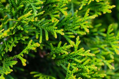 Görünür dokuya sahip yeşil zümrüt dalları