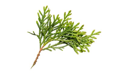 Beyaz izole edilmiş arka planda eşkıya zümrüdü dalları