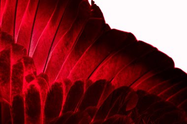 Kırmızı tüylü güvercin makro fotoğrafı. doku veya arkaplan