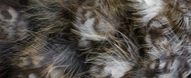 Baykuşun beyaz tüyleri