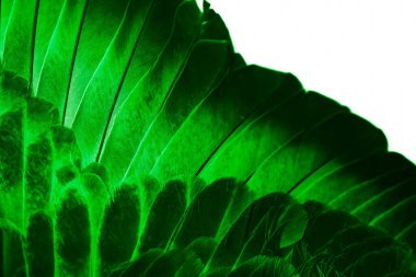 Yeşil tüylü güvercin makro fotoğrafı. doku veya arkaplan