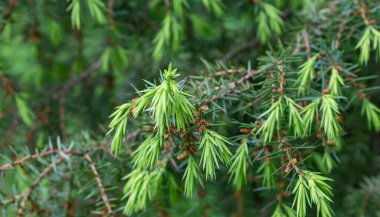 Yeşil ardıç dalları görünür detaylarla dolu. arkaplan veya doku