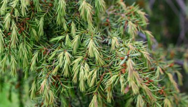Yeşil ardıç dalları görünür detaylarla dolu. arkaplan veya doku