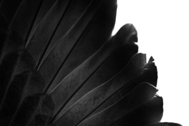 black  feather pigeon macro photo. texture or background