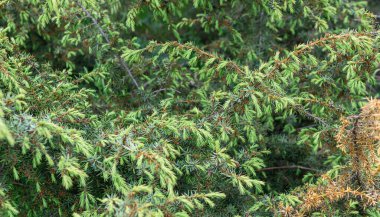 Yeşil ardıç dalları görünür detaylarla dolu. arkaplan veya doku