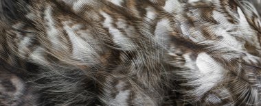 Baykuşun beyaz tüyleri