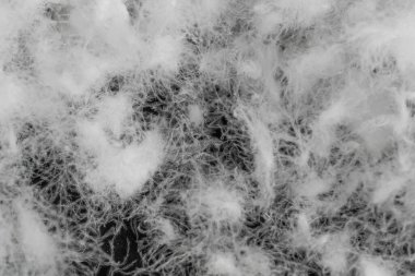 Siyah arka planda beyaz kaz