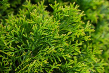 Görünür dokuya sahip yeşil zümrüt dalları