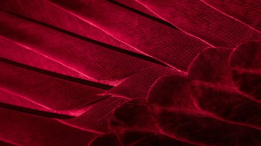 Kırmızı tüylü güvercin makro fotoğrafı. doku veya arkaplan