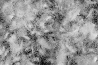 Siyah arka planda beyaz kaz