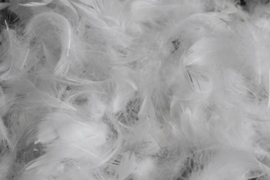 Güzel beyaz ördek tüyleri. arkaplan veya doku