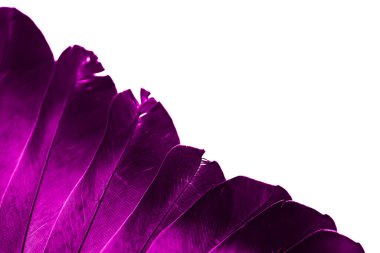 Mor tüylü güvercin makro fotoğrafı. doku veya arkaplan