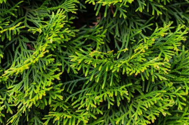 Görünür dokuya sahip yeşil zümrüt dalları