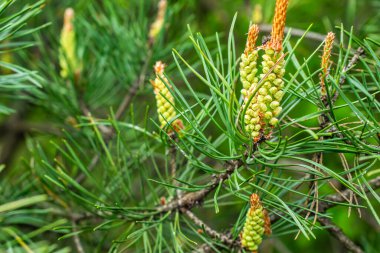 yeşil siyah çam topuzları görünür bir dokusu var.