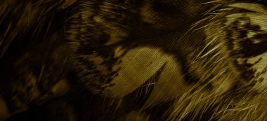 gold  feathers of the owl with visible details
