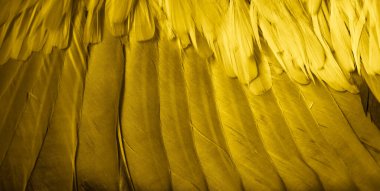 Altın tüy güvercin makro fotoğrafı. doku veya arkaplan