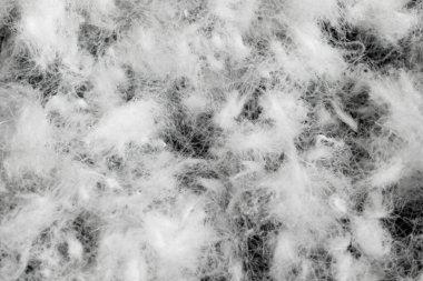 Siyah arka planda beyaz kaz