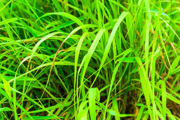 Gröna Grässtrån Med Synlig Struktur — Stockfoto