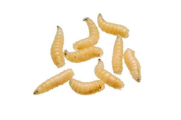 Личинки мухи на белом изолированном фоне