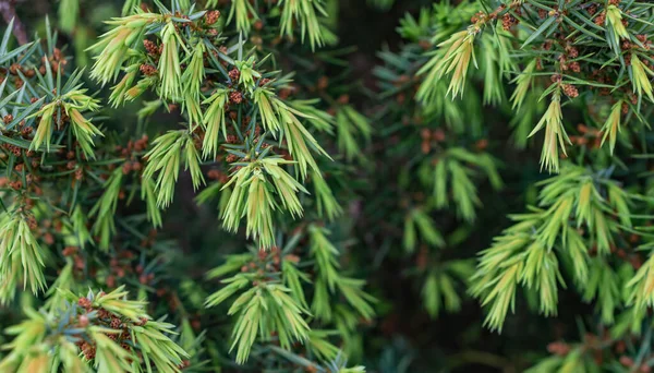 緑色のジュニパーの枝目に見える詳細 背景や質感 — ストック写真