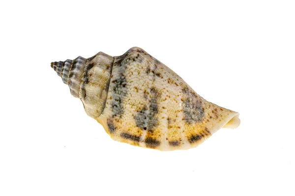 白い背景の海のカタツムリの殻 — ストック写真