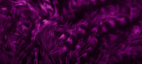 Violet Feathers Owl Visible Details — Stockfoto