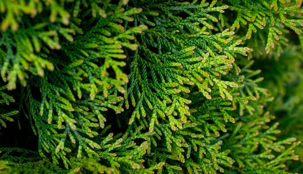 Green Twigs Thuja Emerald Visible Texture — Stock Photo, Image
