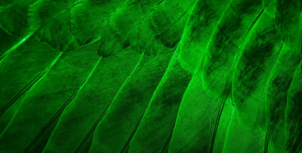 绿色羽鸽宏观照片 纹理或背景 — 图库照片