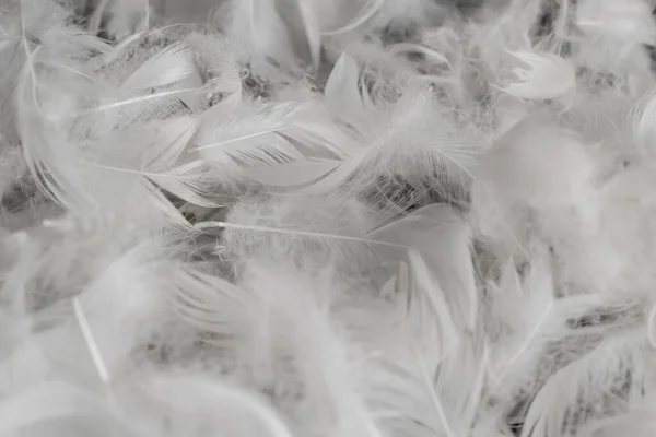 いい白いアヒルの羽だ 背景や質感 — ストック写真