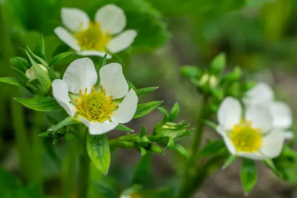 stock image white strawberry flowers on a green background