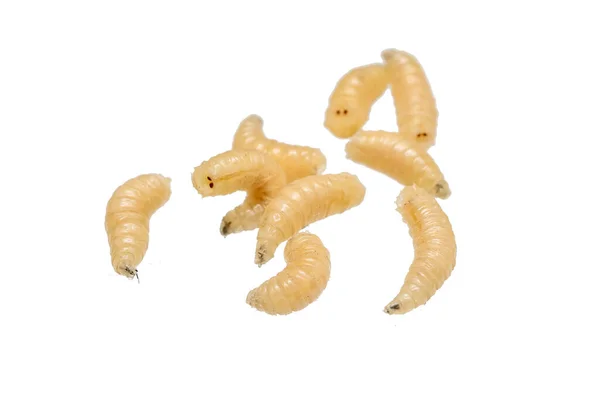 Stock image fly larvae on a white isolated background