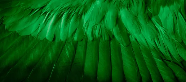 緑の羽根鳩マクロ写真 テクスチャや背景 — ストック写真