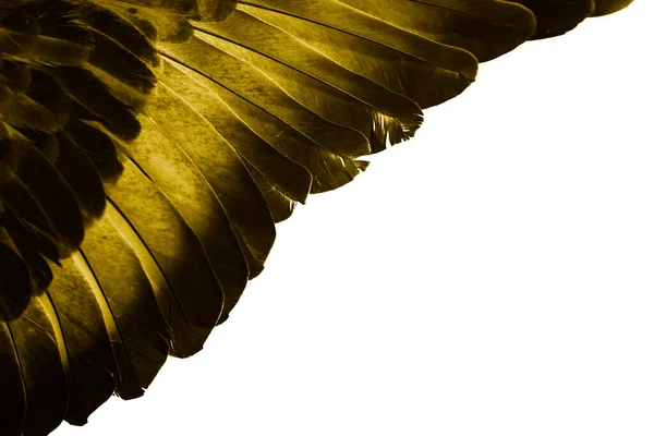 Złote Pióro Gołębie Makro Zdjęcie Faktura Lub Tło — Zdjęcie stockowe