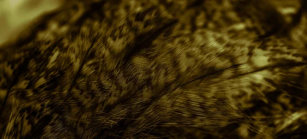 Gold Feathers Owl Visible Details — Fotografia de Stock