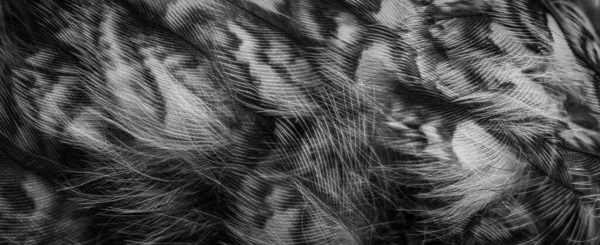 White Black Feathers Owl — 图库照片
