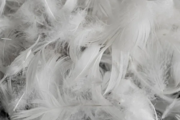 Милые Белые Утиные Перья Фон Текстура — стоковое фото