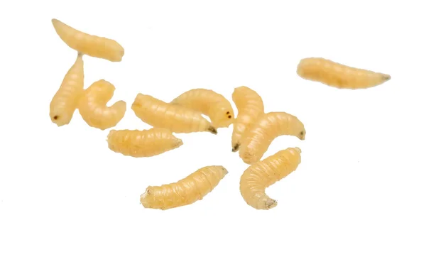 stock image fly larvae on a white isolated background