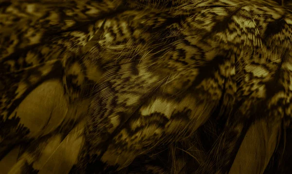 Gold Feathers Owl Visible Details — Stock fotografie